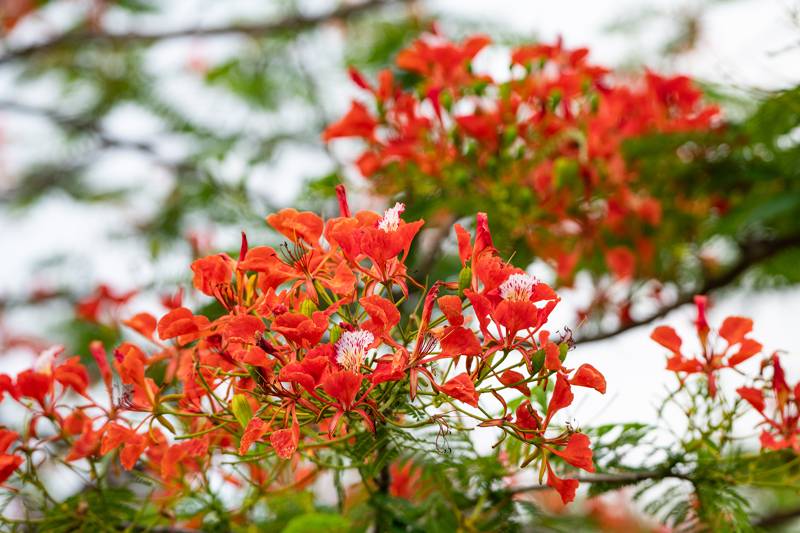 Royal poinciana in flower