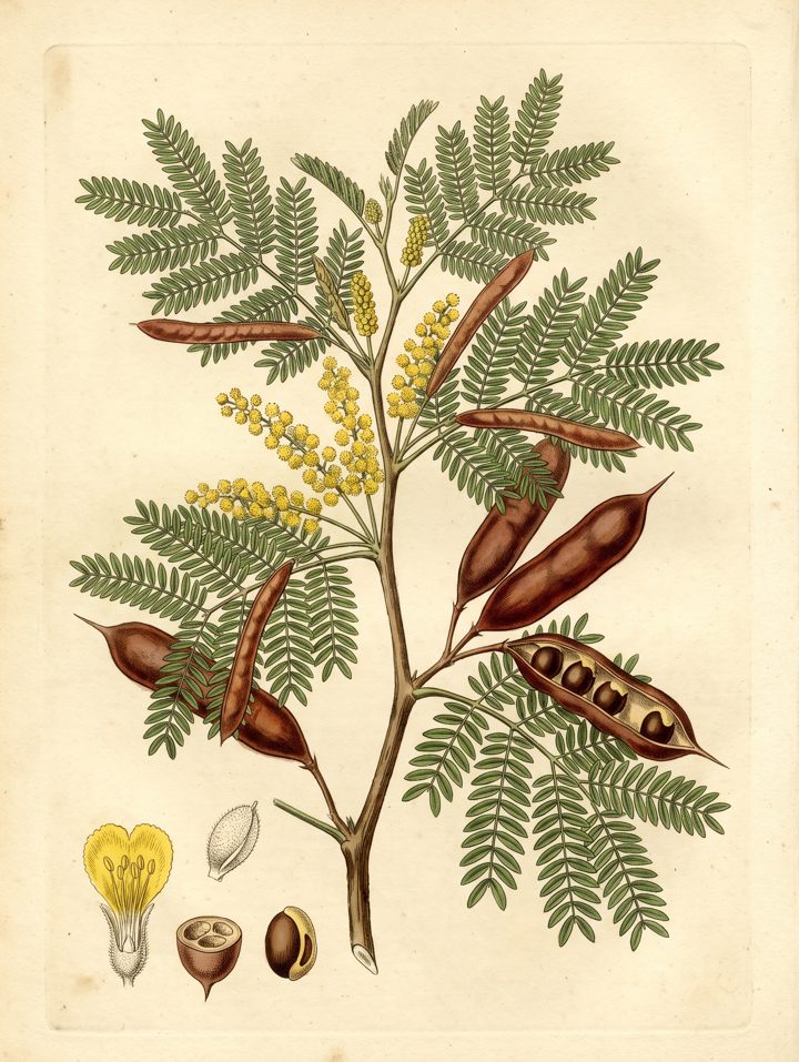 Acacia botanical plate