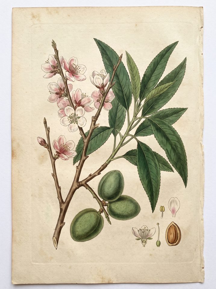Almond botanical plate