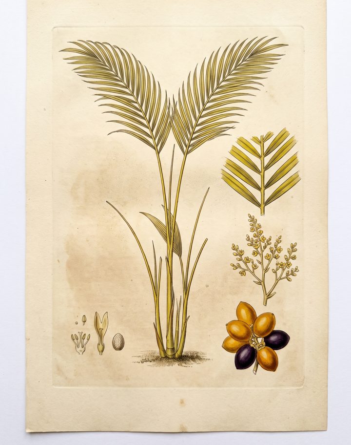 Areca Palm botanical plate