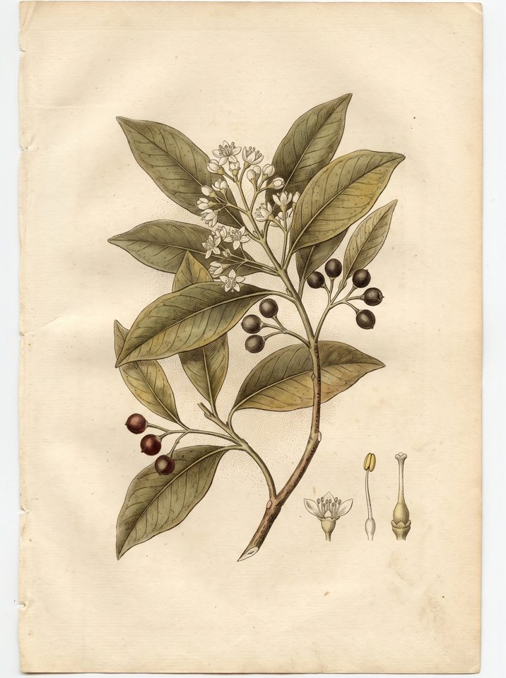 Bayrum botanical plate