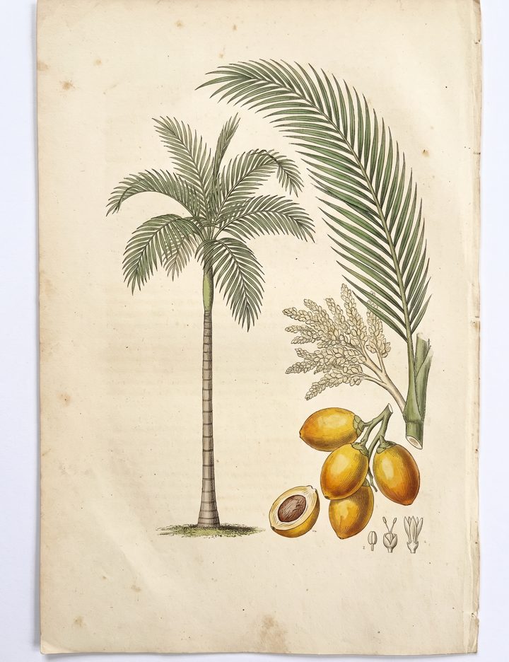Bettle Nut Palm botanical plate