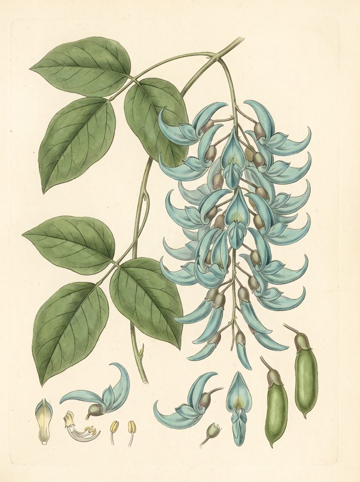 Blue Jade Vine botanical plate