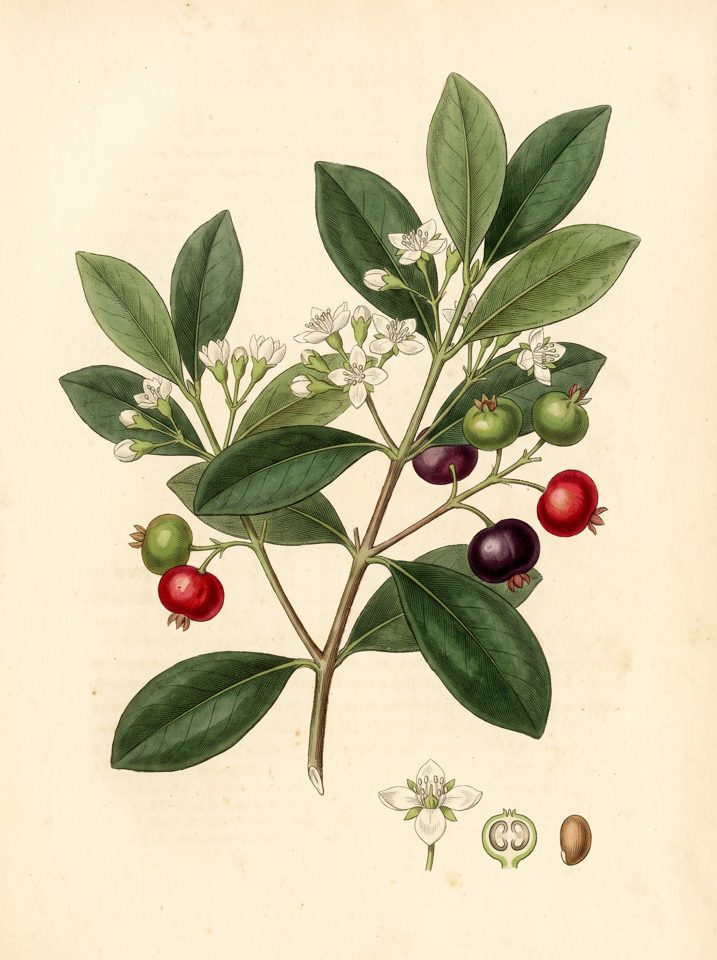 Brazilian Cherry botanical plate