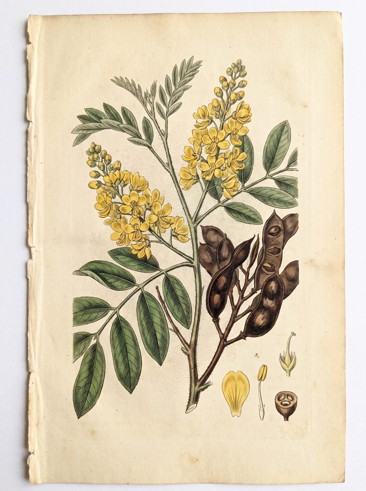 Brazilian Ironwood botanical plate