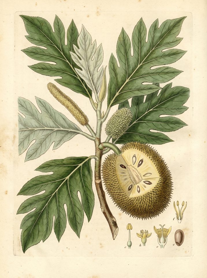 Breadnut botanical plate