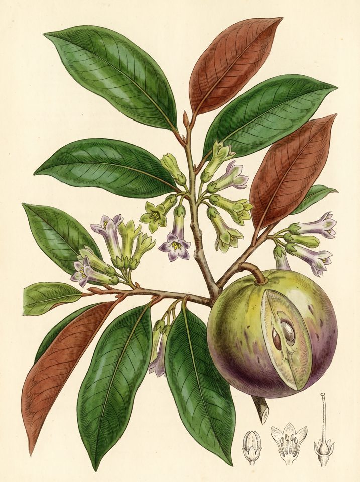 Caimito Star Apple botanical plate