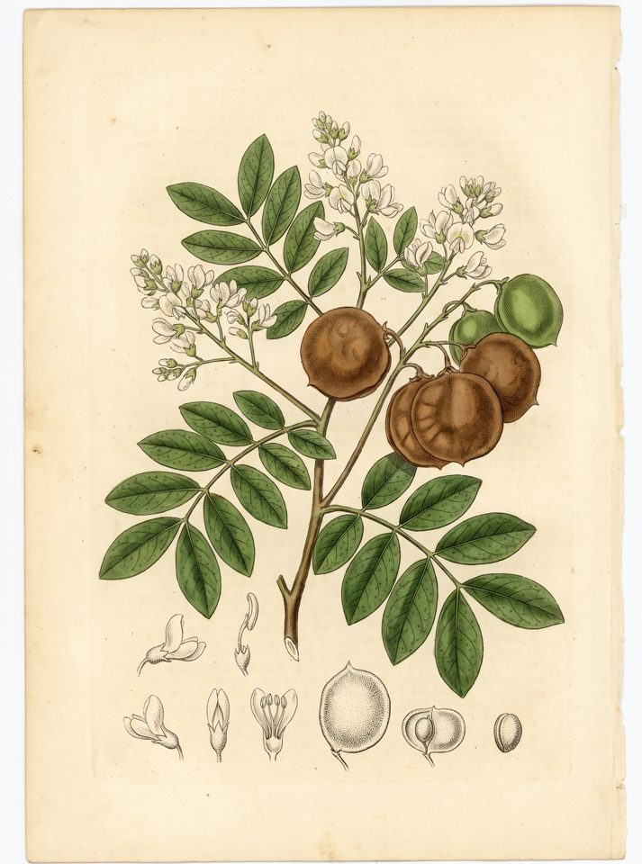 Camibar botanical plate