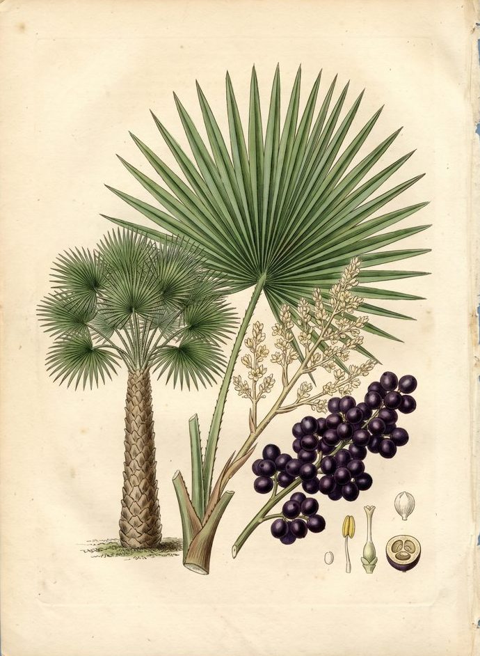 Carnaúba Palm botanical plate