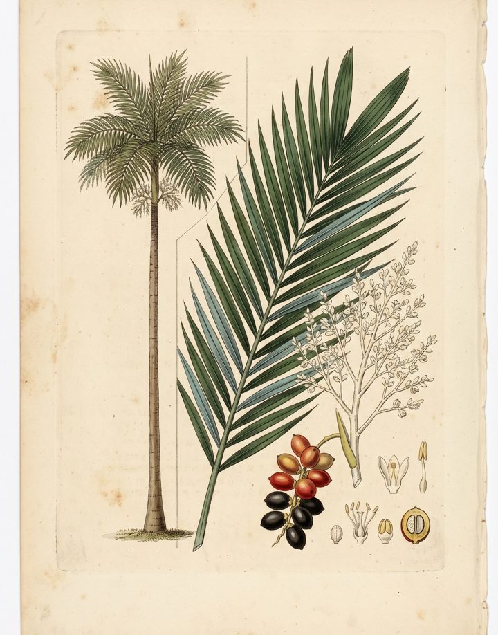 Carpentaria Palm botanical plate