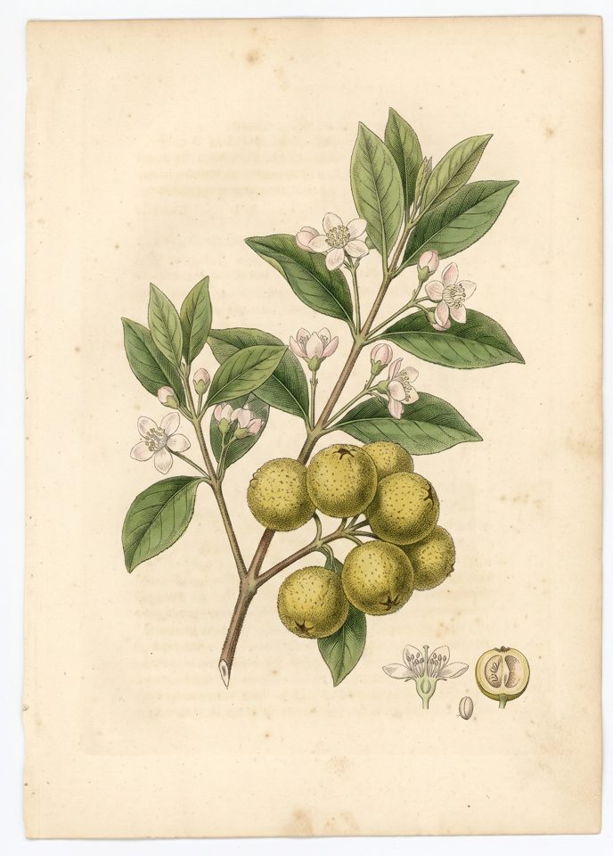 Cas botanical plate