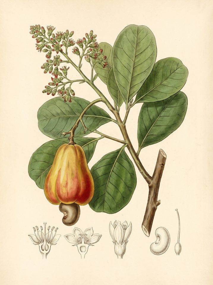 Cashew botanical plate