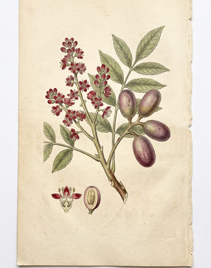 Ciruela botanical plate