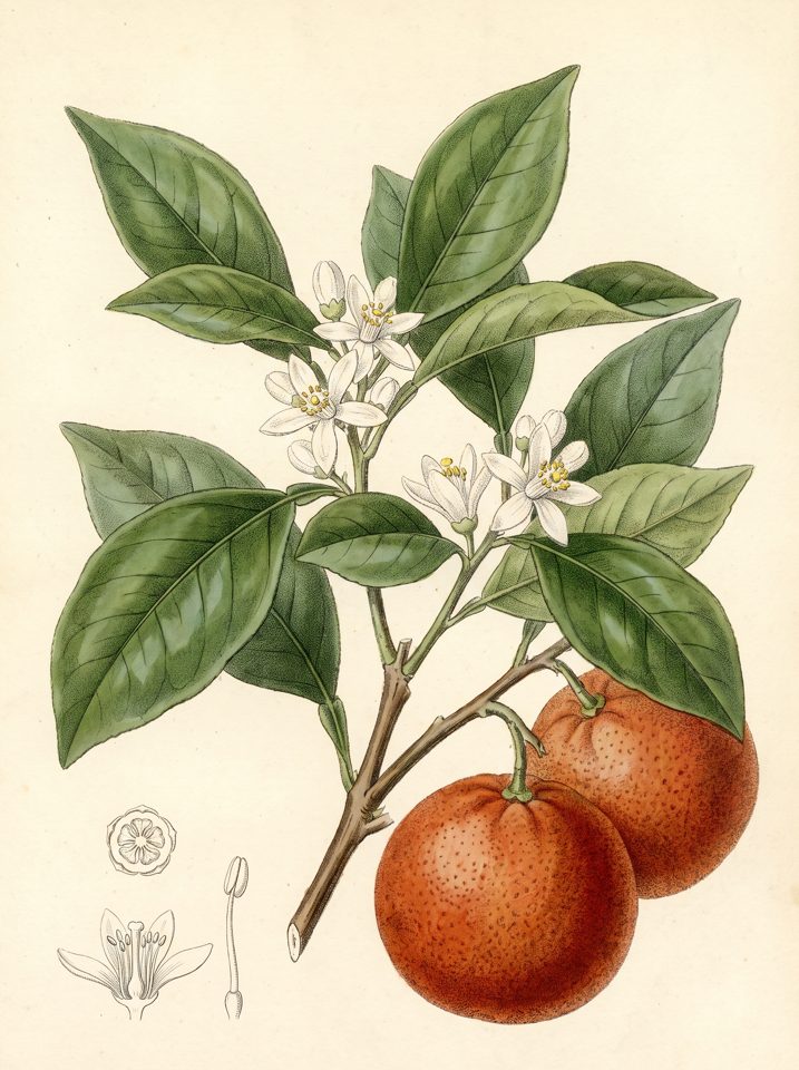 Temple Orange botanical plate