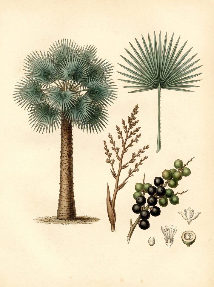 Cuban Wax Palm botanical plate