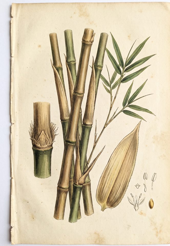 Dendrocalamus Asper Clon Indonesia botanical plate