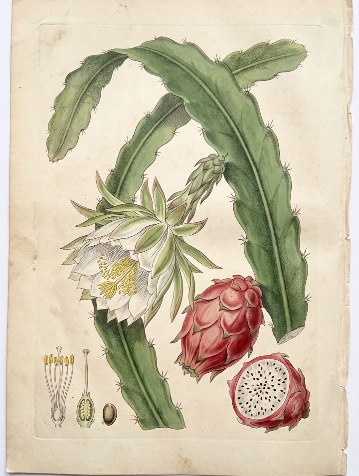 Dragon Fruit botanical plate