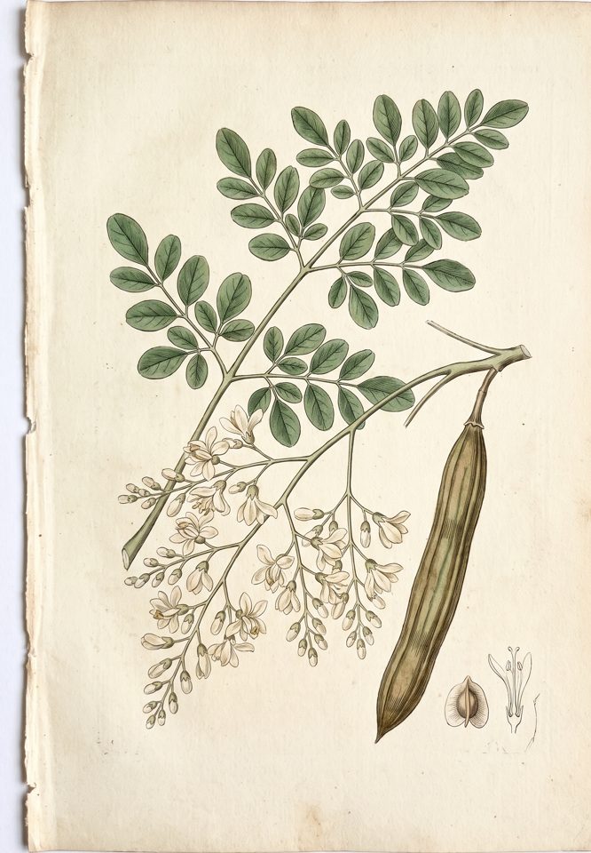 Drumsticks botanical plate