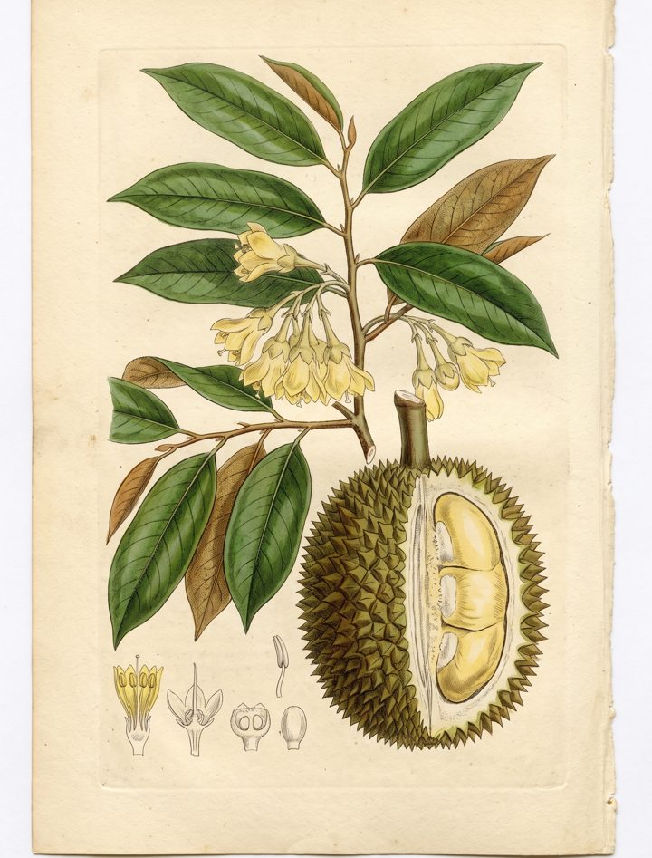 Durian botanical plate