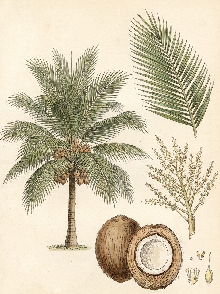 Dwarf Coconut Trees botanical plate