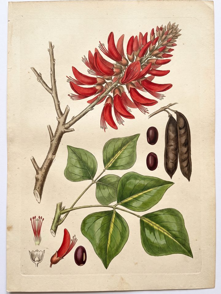 East Indian coral tree botanical plate