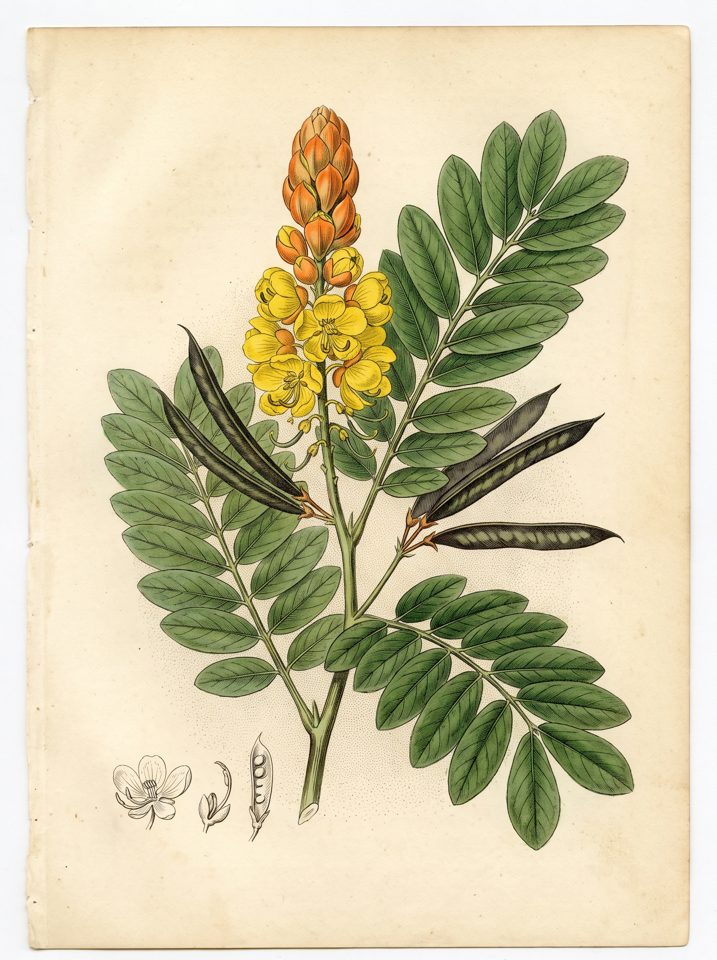 Emperor's Candlesticks botanical plate