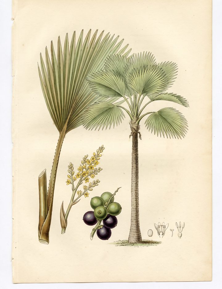 Fiji Fan Palm botanical plate