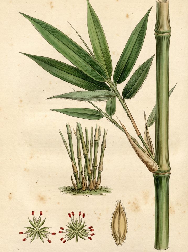 Gigantochloa Apus botanical plate