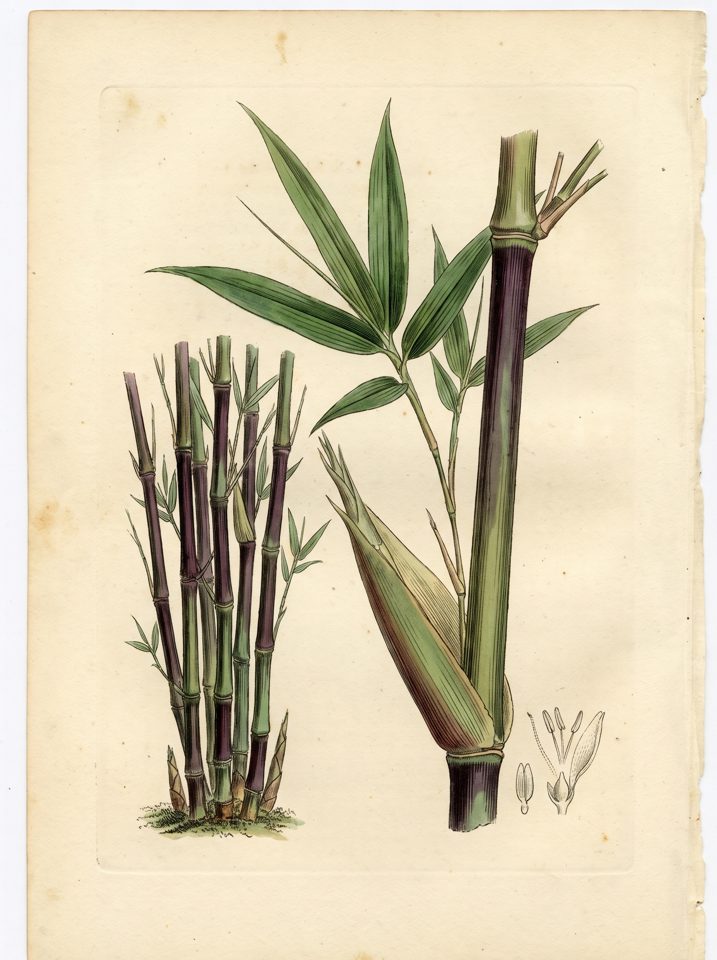 Gigantochloa Atroviolacea botanical plate