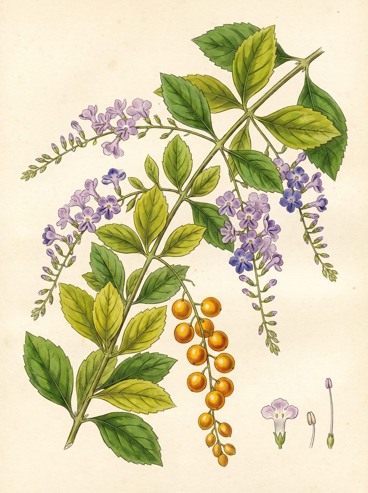 Golden dewdrops botanical plate