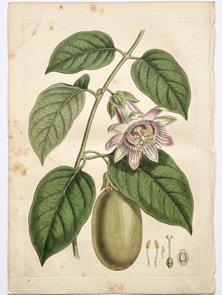 Granadilla Bush botanical plate