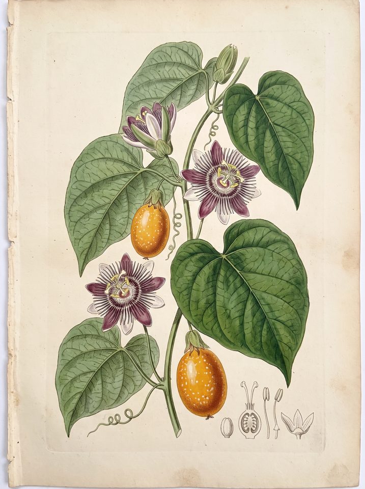 Granadilla botanical plate