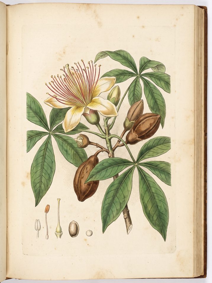 Guiana Chestnut botanical plate