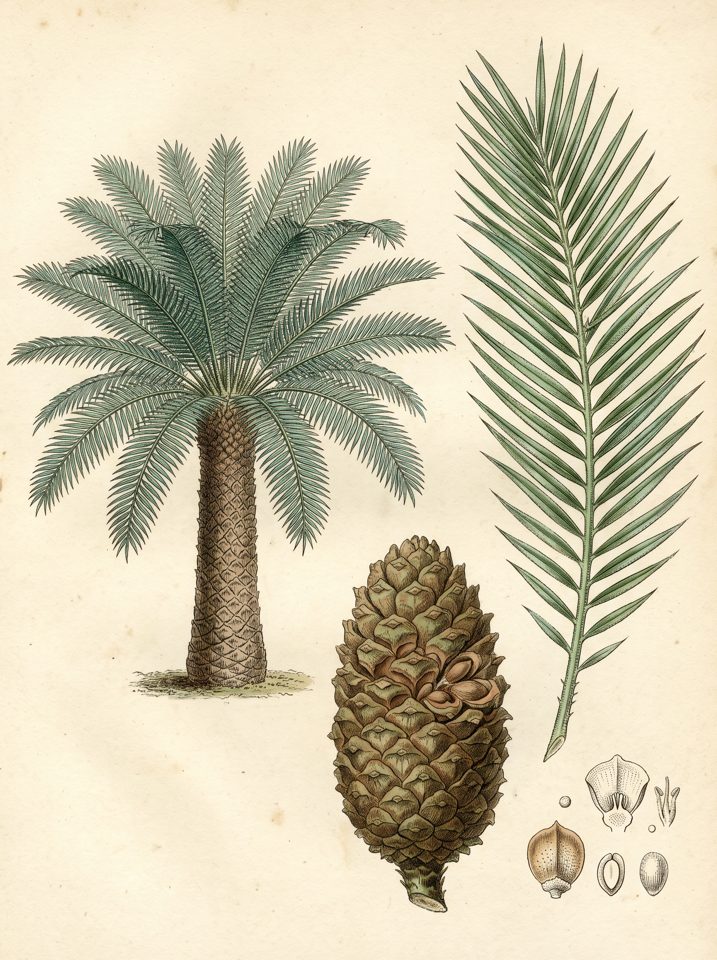 Gum Palm botanical plate