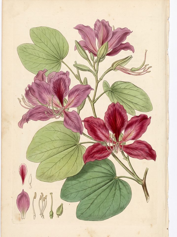 Hong Kong Orchid botanical plate