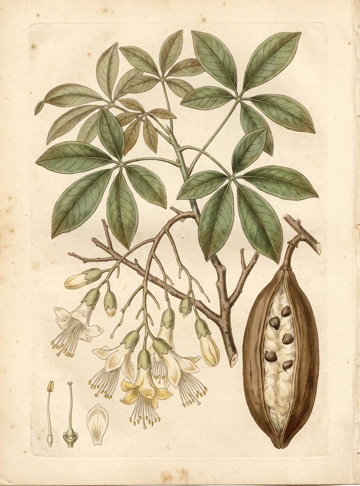 Kapok Tree botanical plate