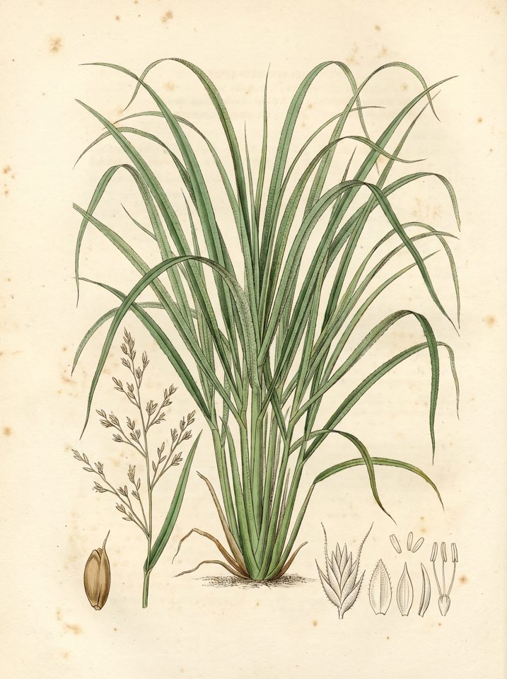Lemongrass botanical plate