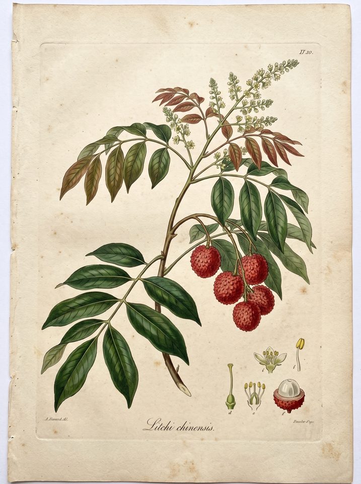 Lychee botanical plate