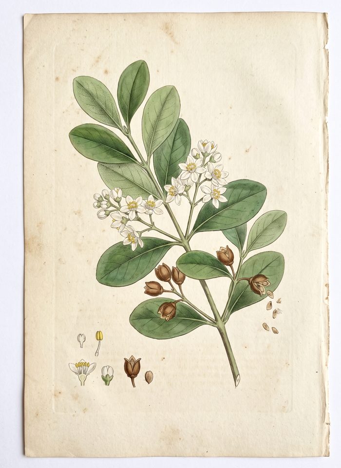 Madrono botanical plate
