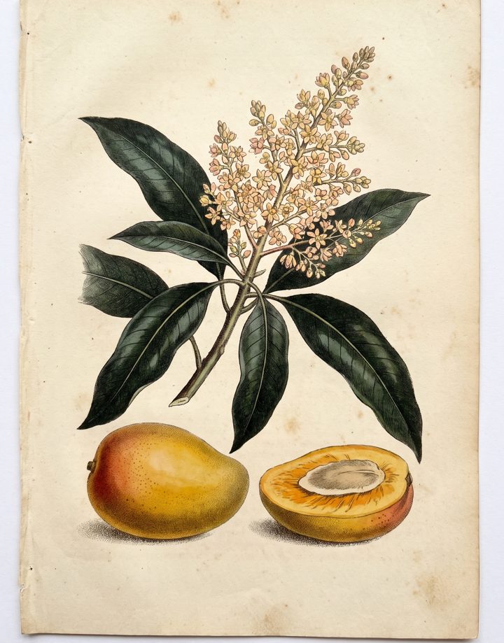 Mango botanical plate