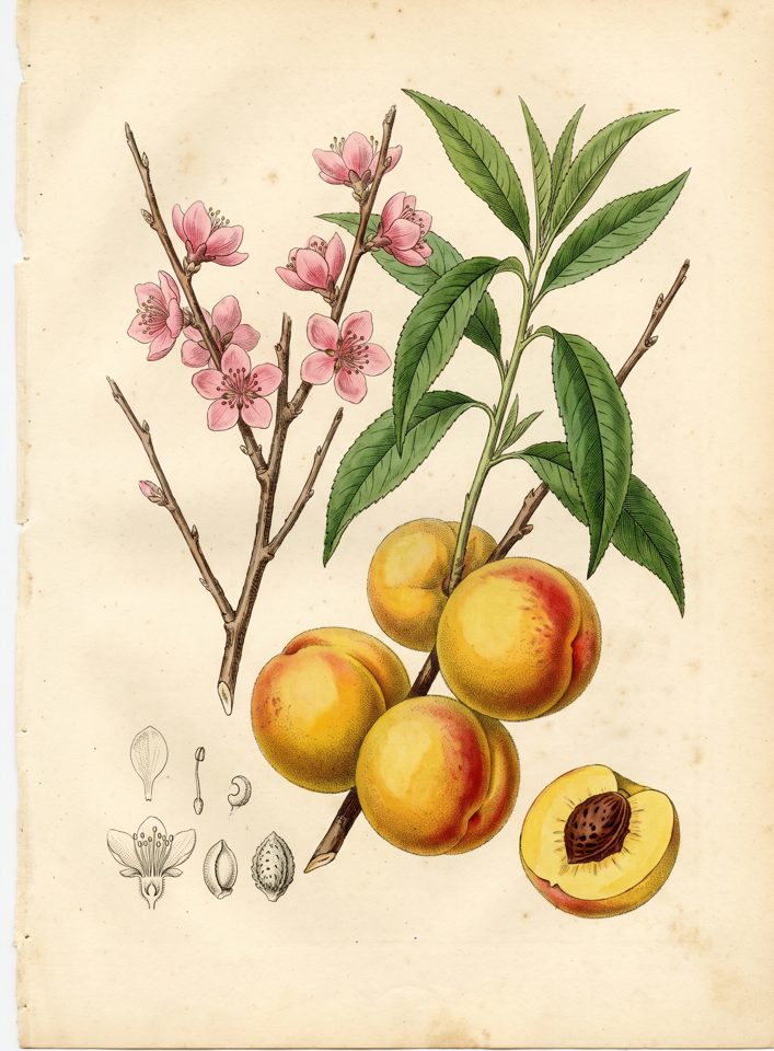 Melocoton (Peach) botanical plate
