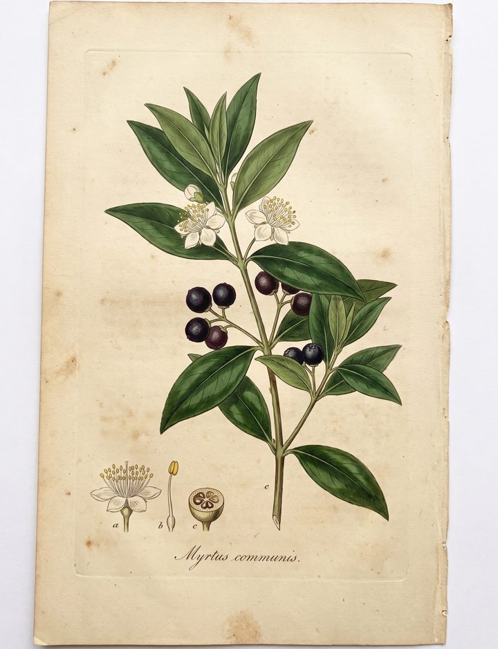 Mirto botanical plate