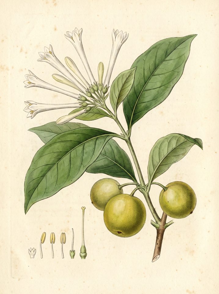 Monkey Apple botanical plate