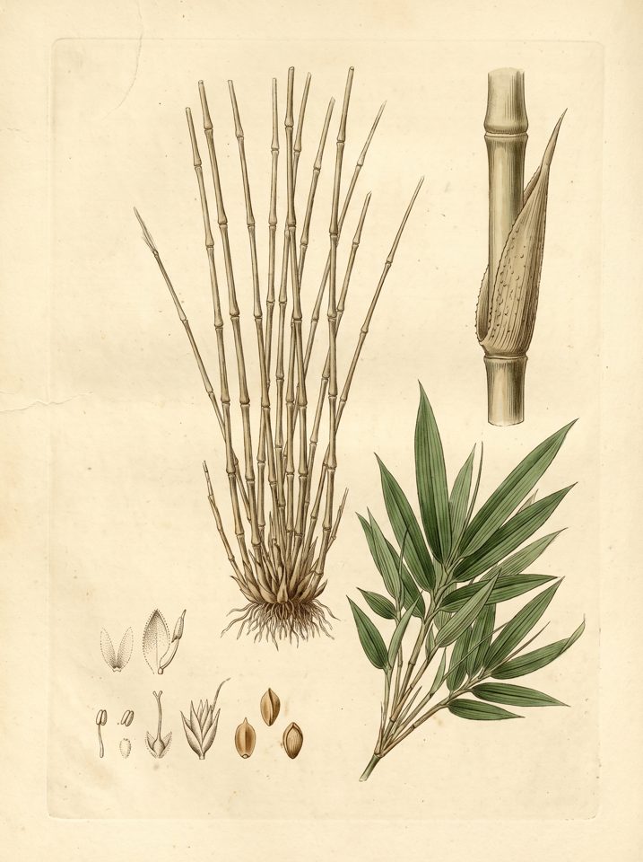 Multiplex Fernleaf botanical plate