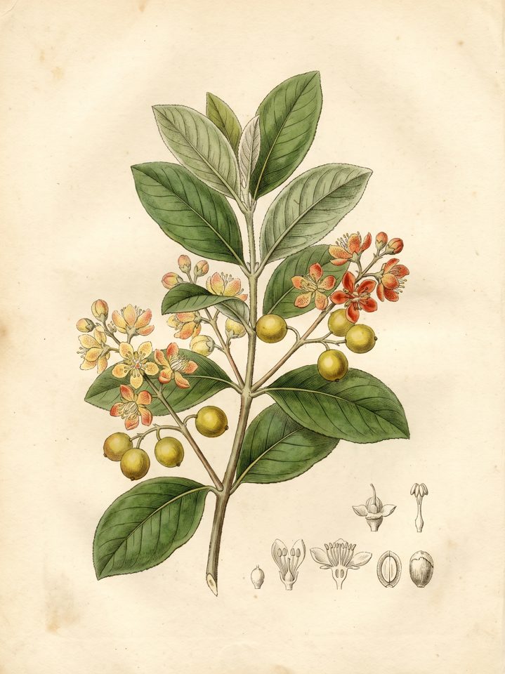 Nance botanical plate