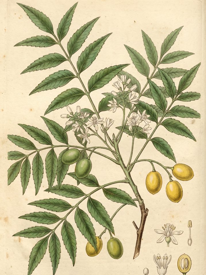 Neem botanical plate
