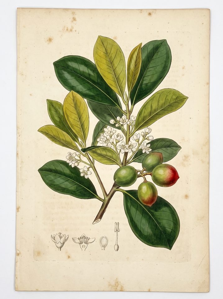 Paradise Plum botanical plate