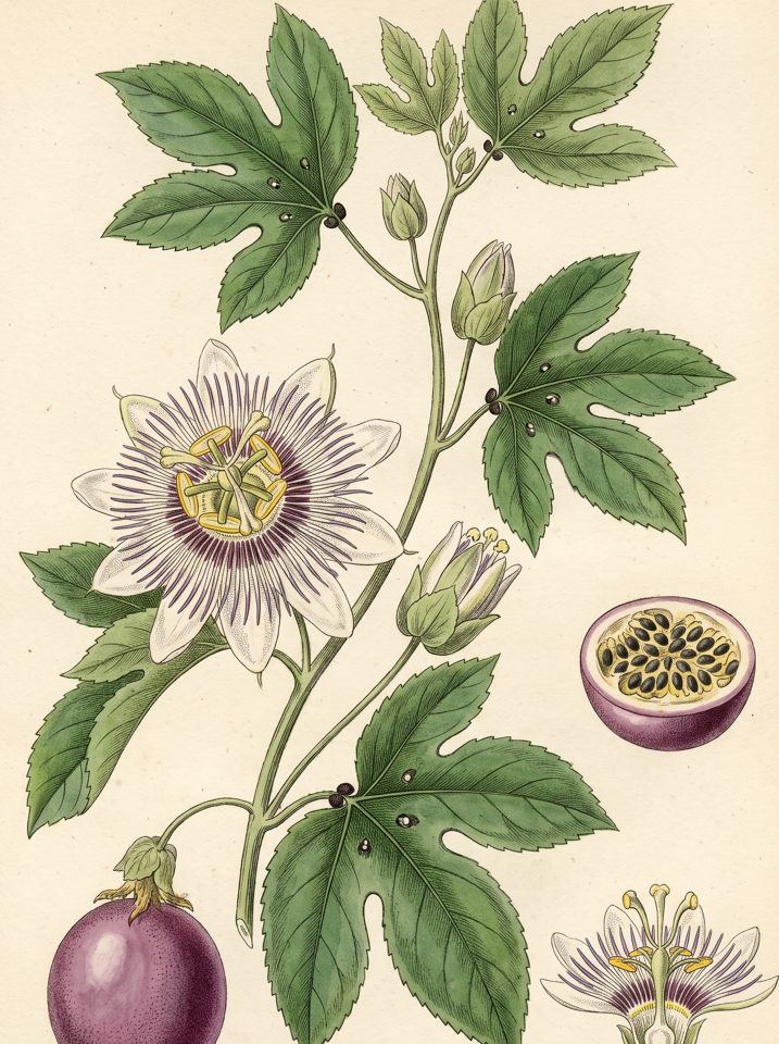 Passion Fruit botanical plate