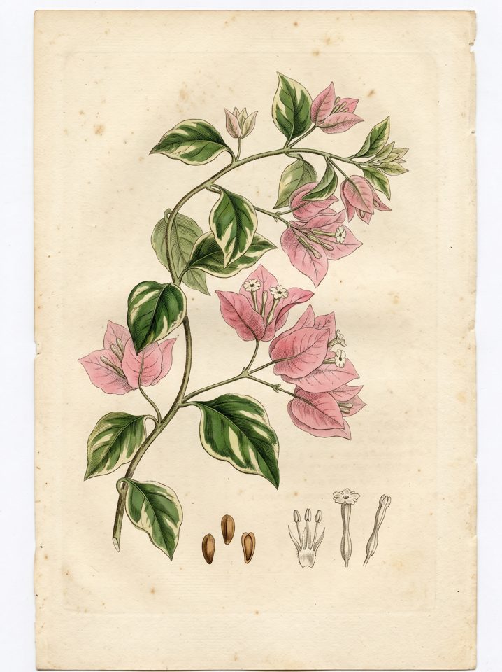 Pink Bougainvillea botanical plate