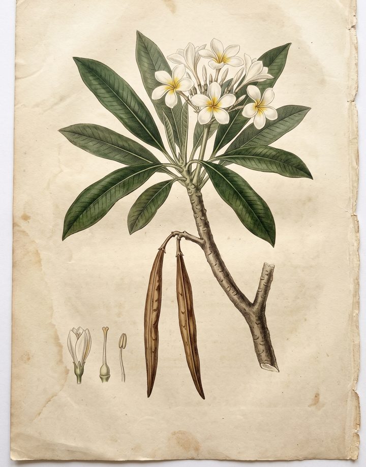 Plumeria Frangipani botanical plate